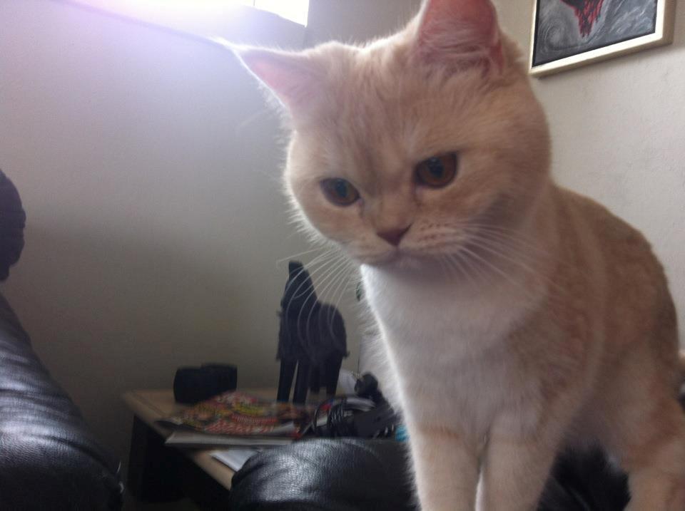 Exotic Sookie - Her har hun så fået øje på min morgenmad. hehe billede 3