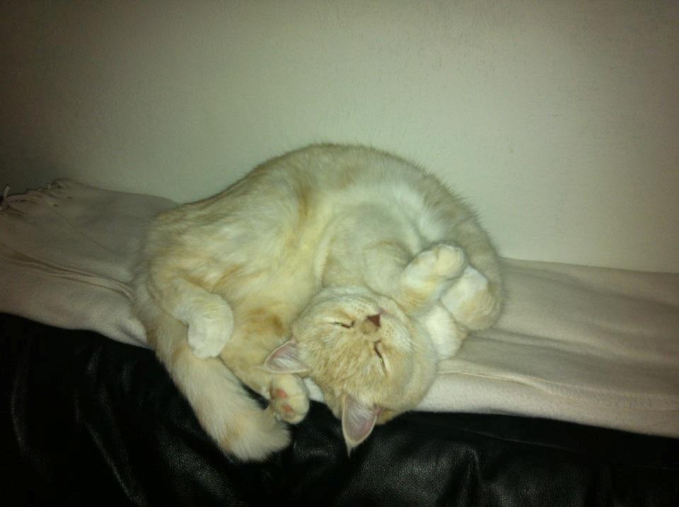 Exotic Sookie billede 4