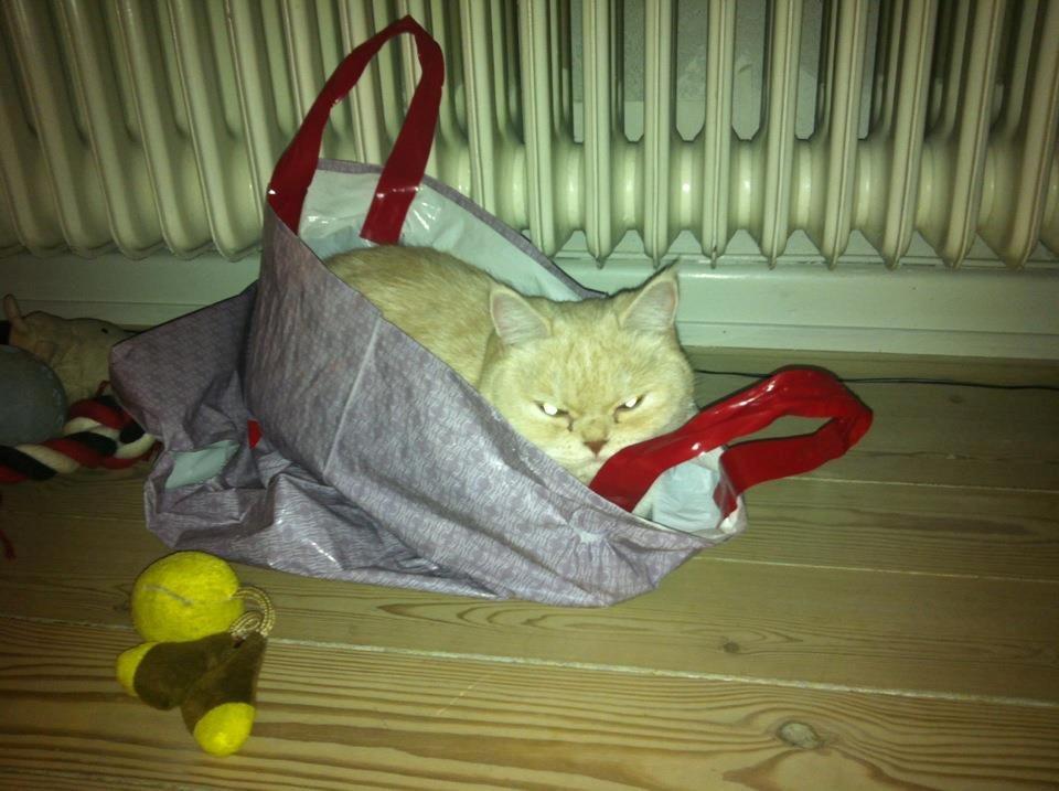 Exotic Sookie - Hun er ufattelig glad for poser. billede 5