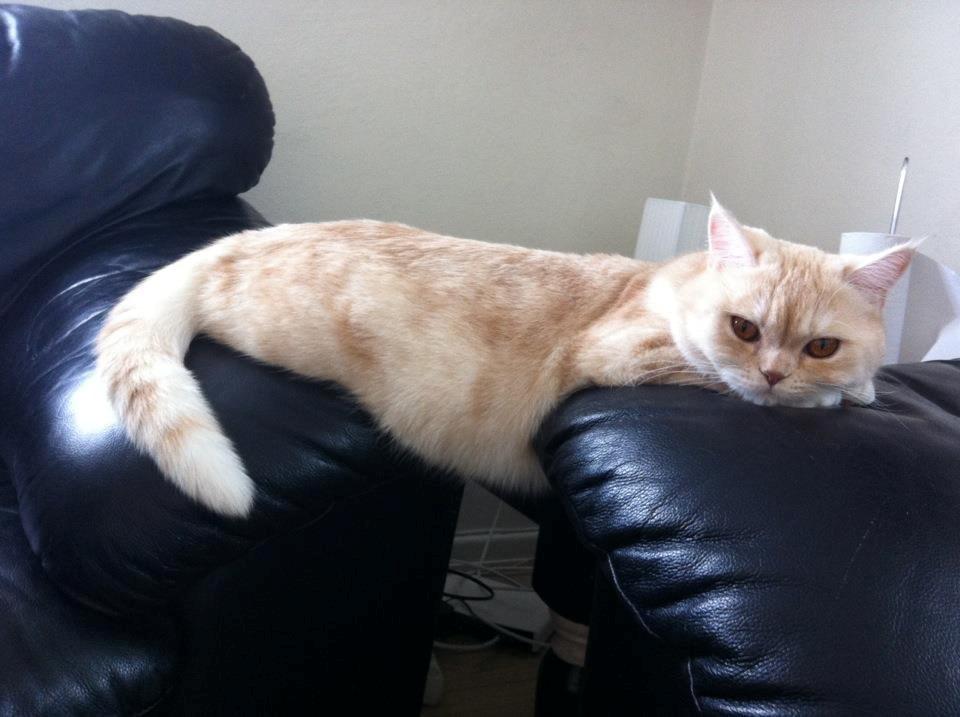 Exotic Sookie - Jaa sådan kan man jo også ligge billede 6