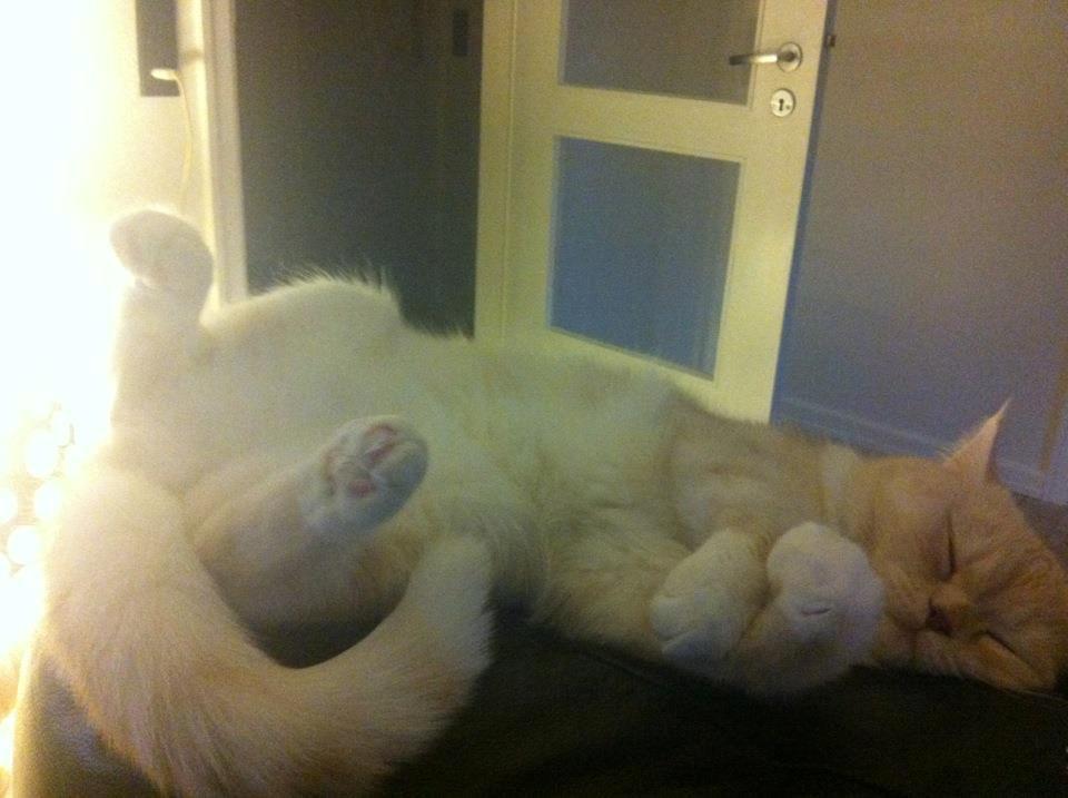 Exotic Sookie billede 8