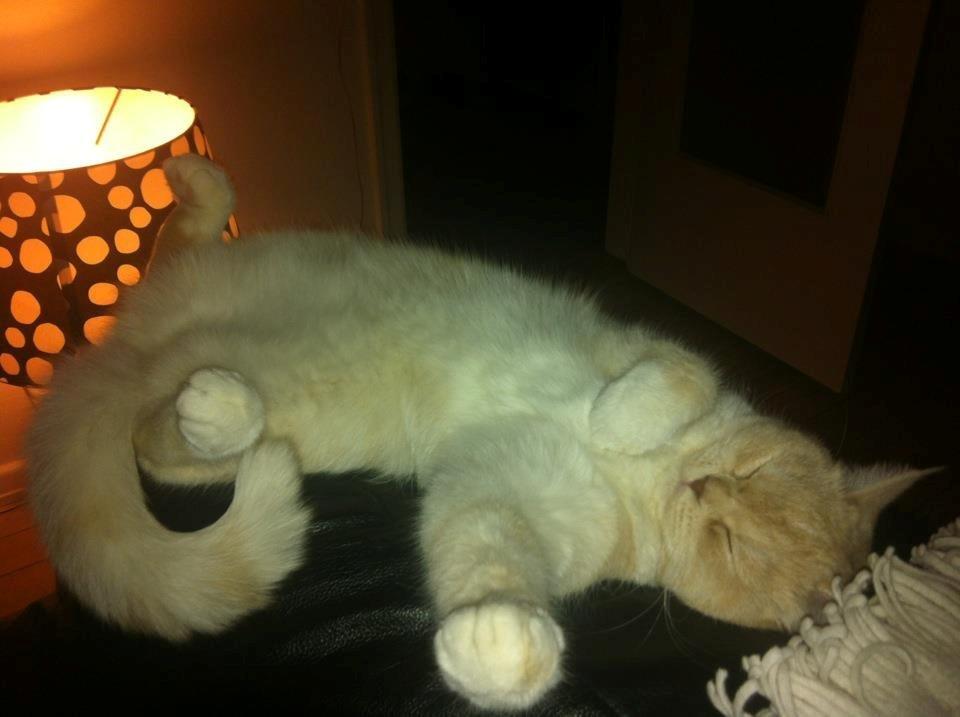 Exotic Sookie billede 9