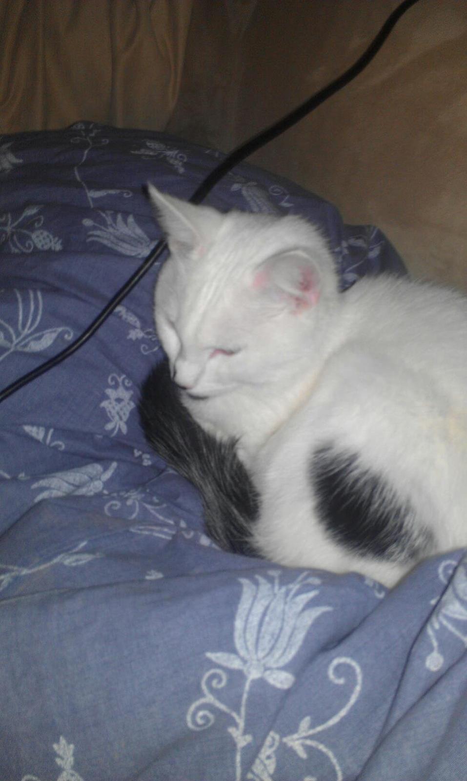 Huskat Diva billede 1