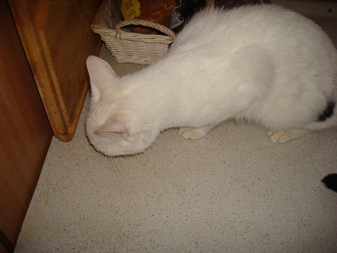 Huskat Diva billede 2