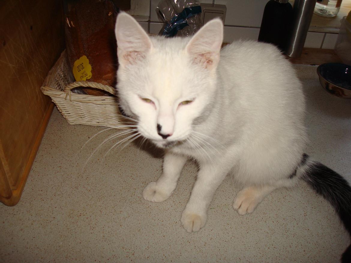 Huskat Diva billede 3