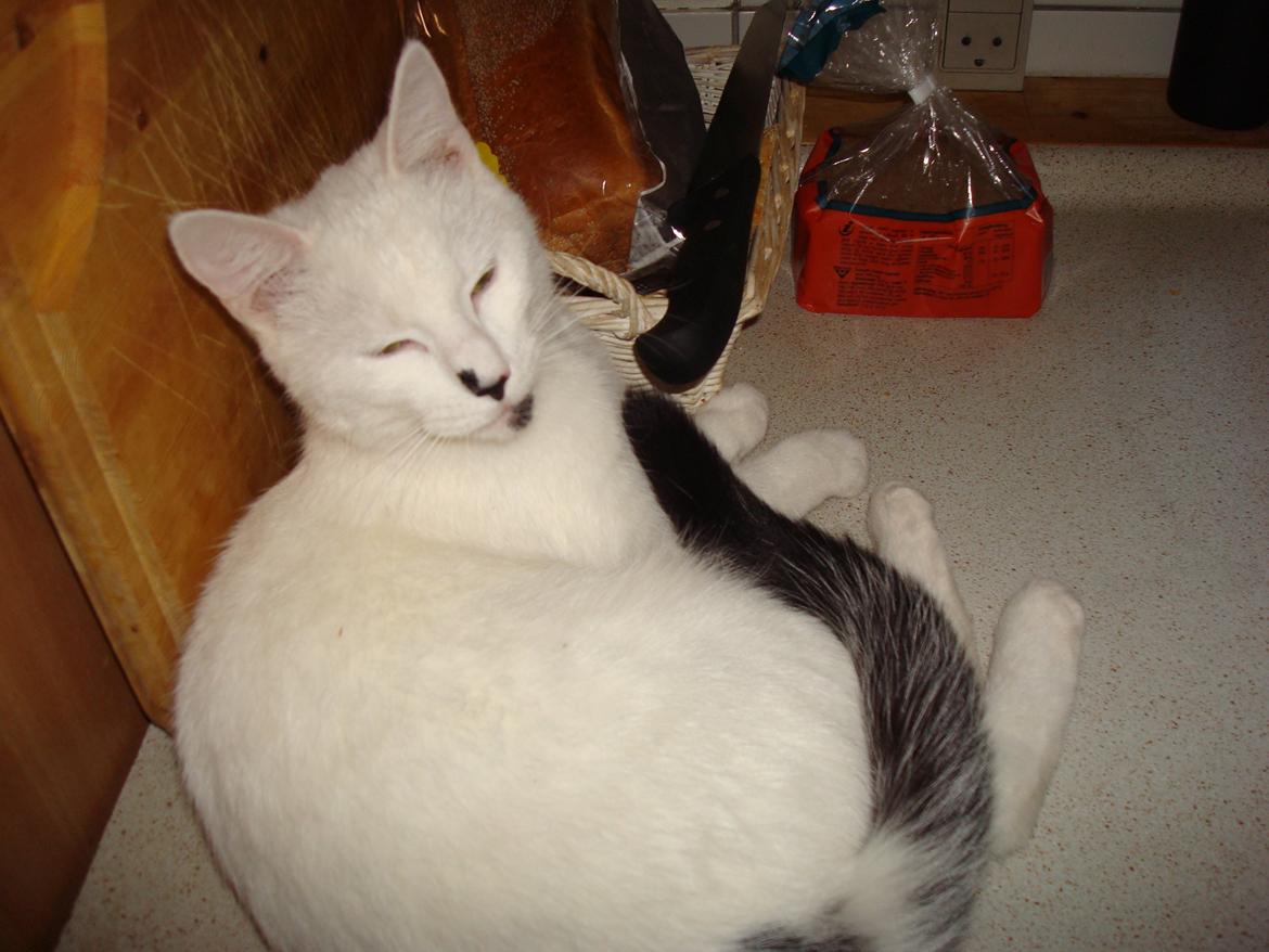 Huskat Diva billede 4