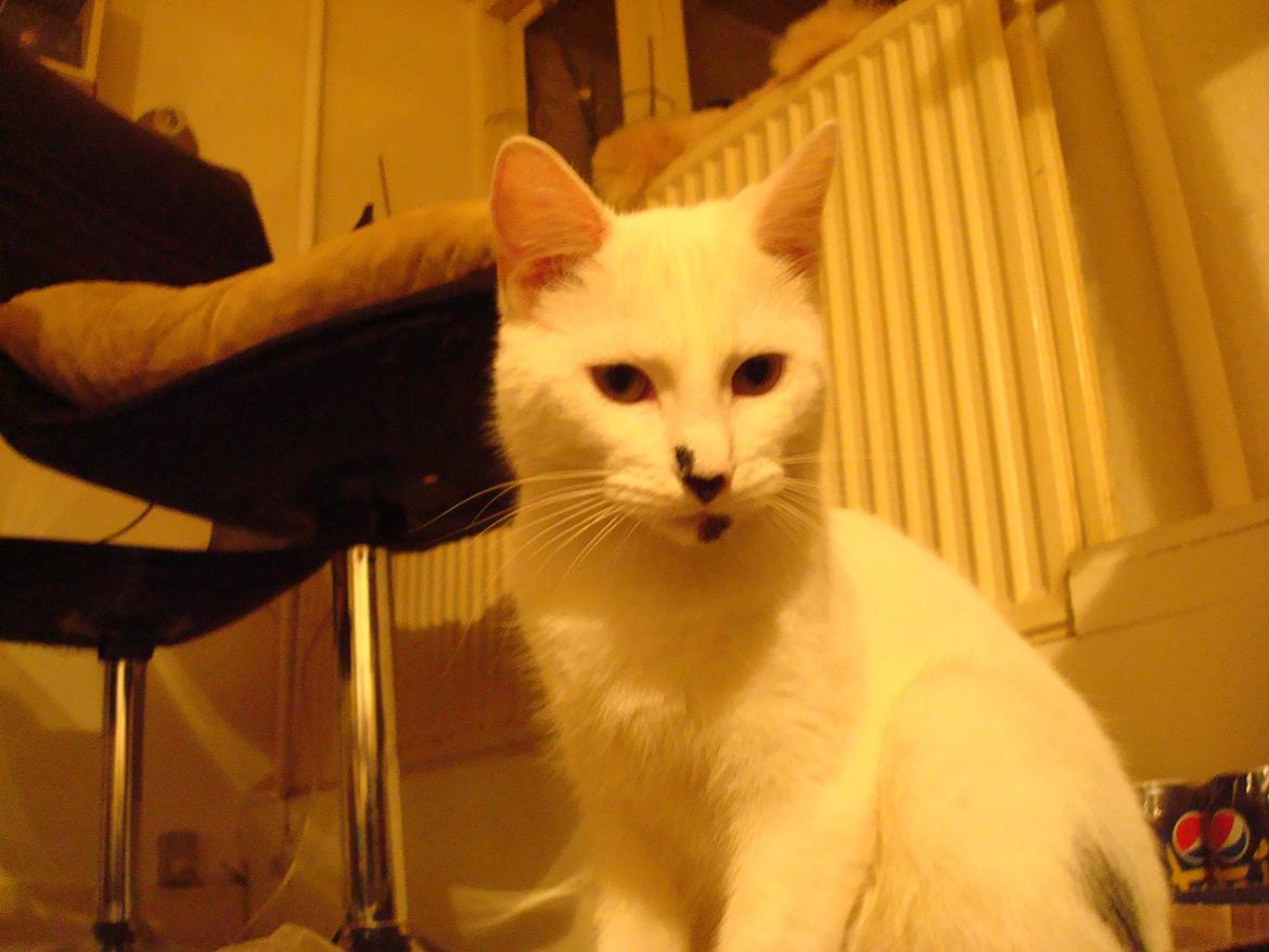 Huskat Diva billede 5