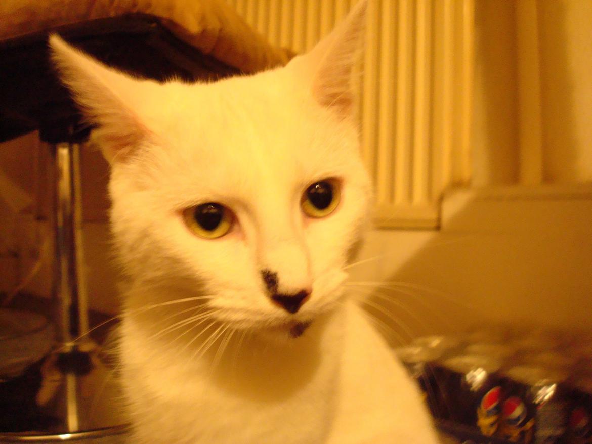 Huskat Diva billede 6