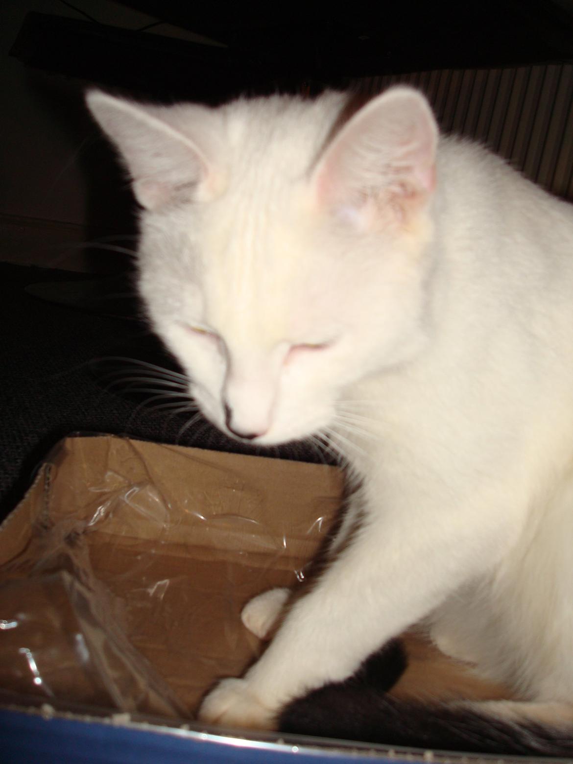 Huskat Diva billede 7