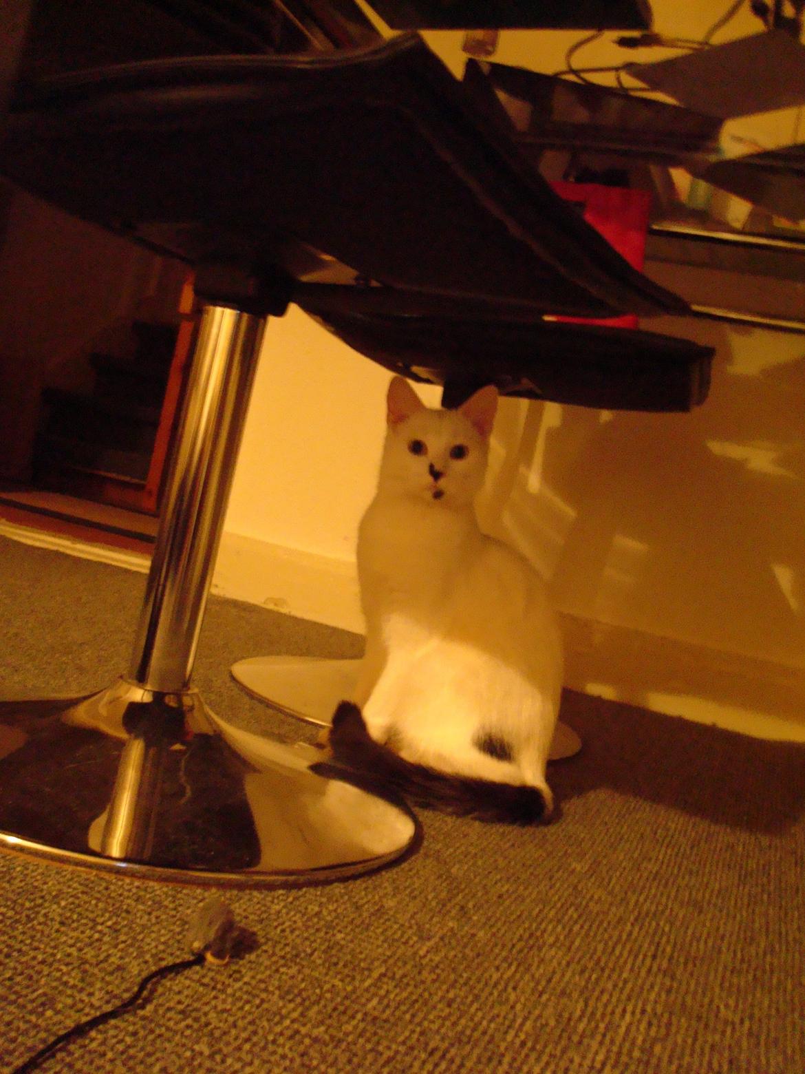 Huskat Diva billede 8