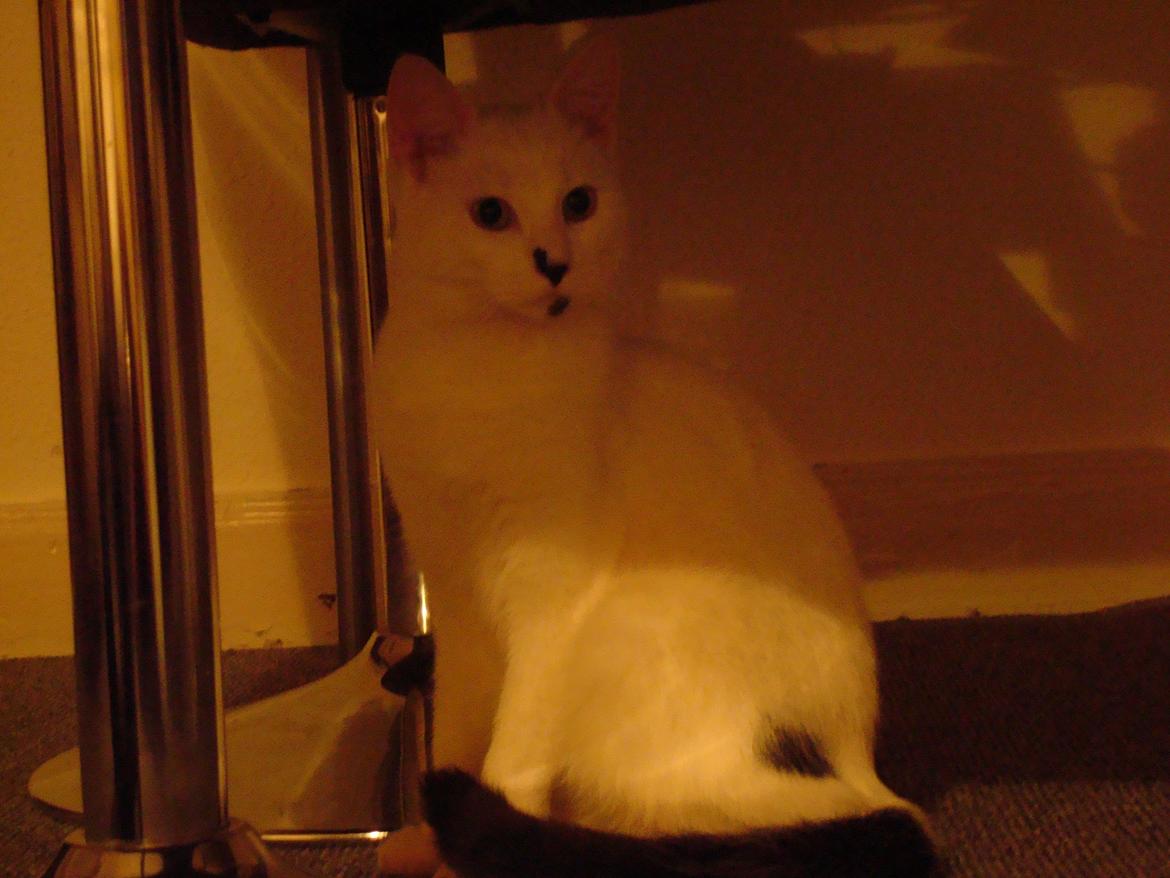 Huskat Diva billede 9