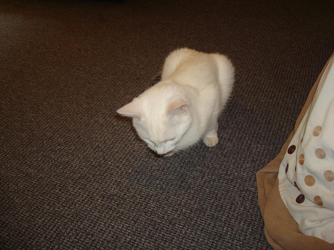 Huskat Diva billede 10