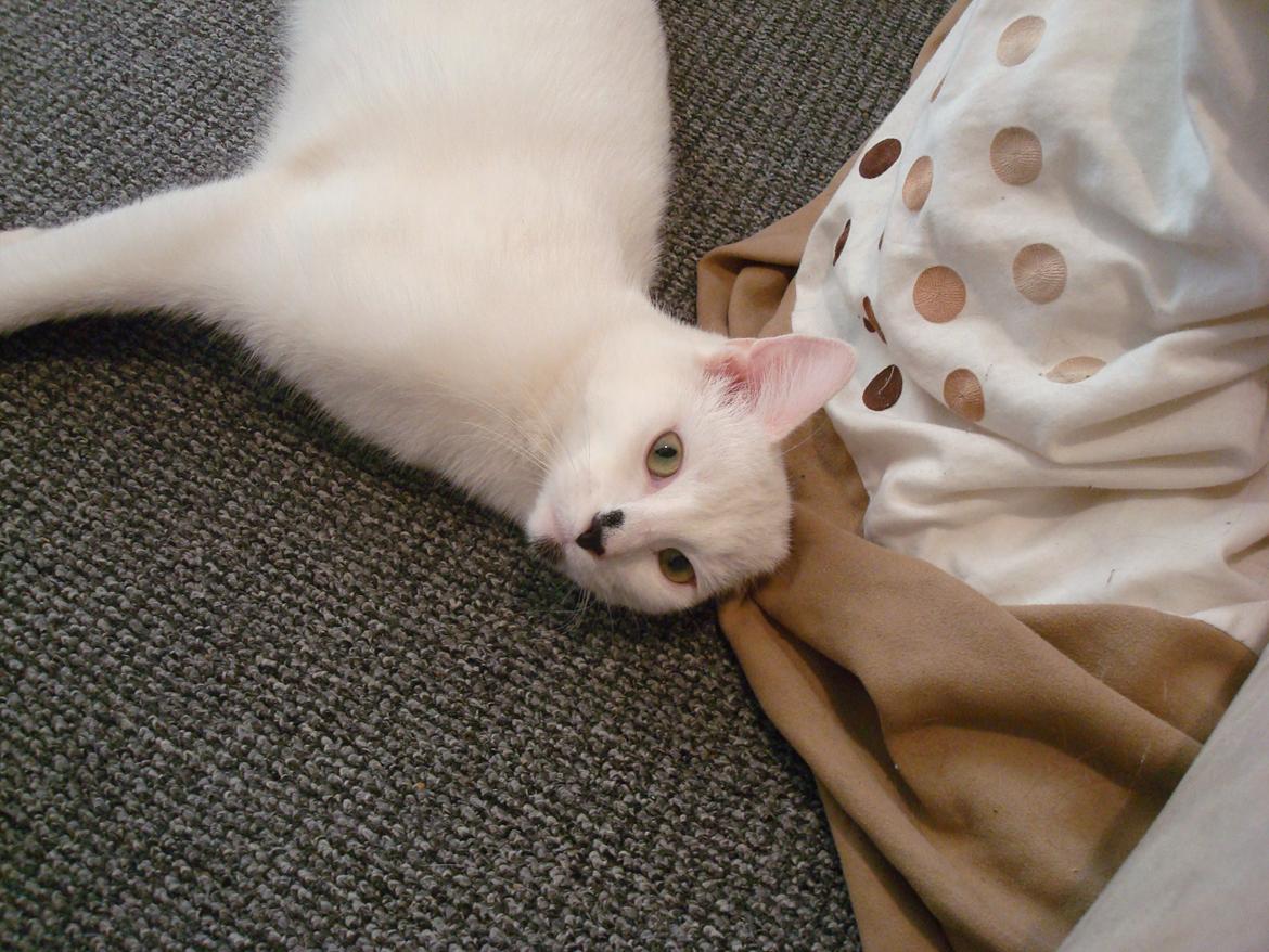 Huskat Diva billede 12