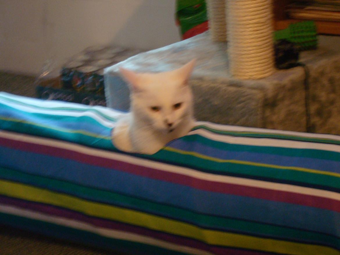 Huskat Diva billede 13