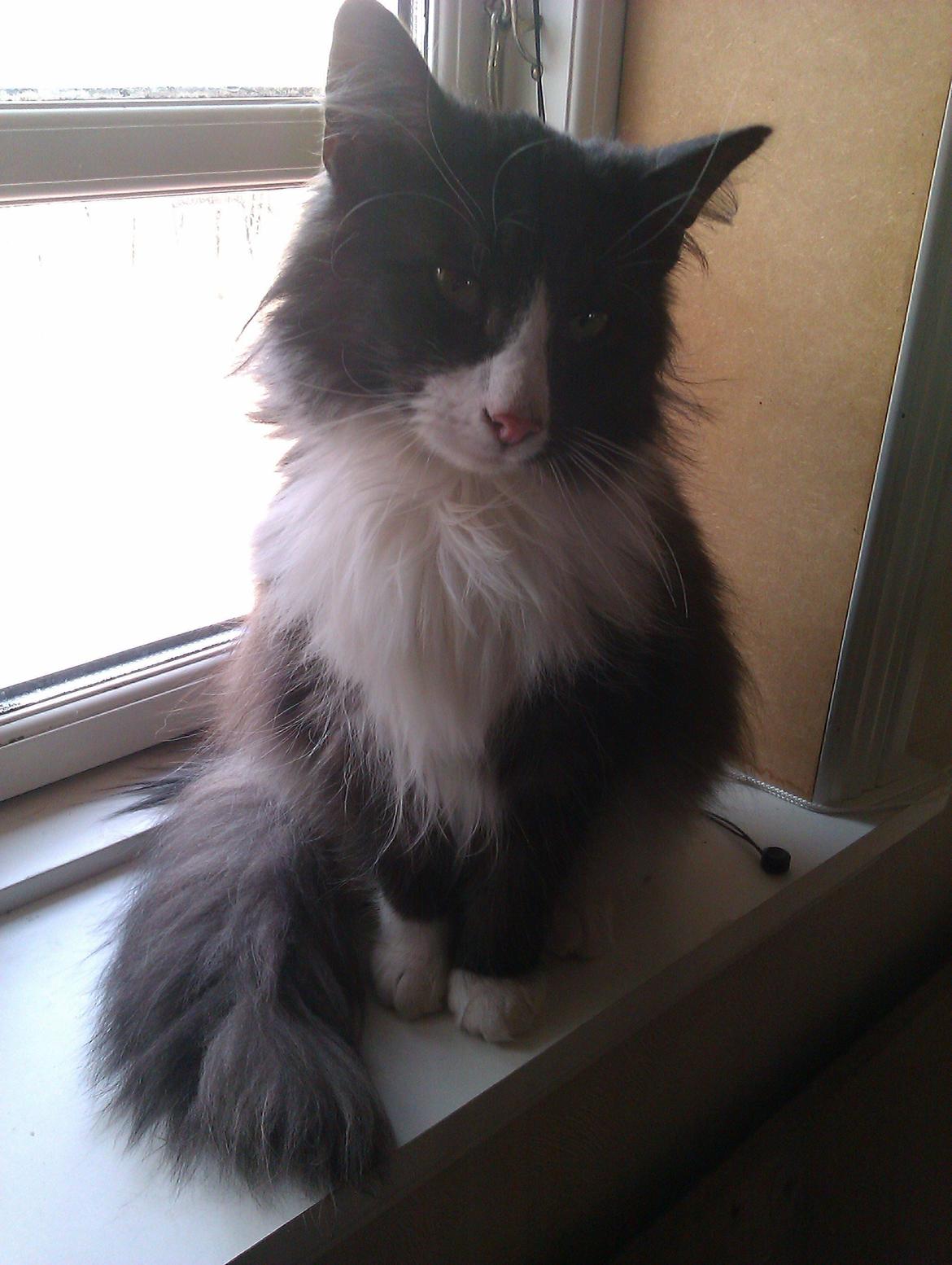 Norsk Skovkat Oskar billede 2