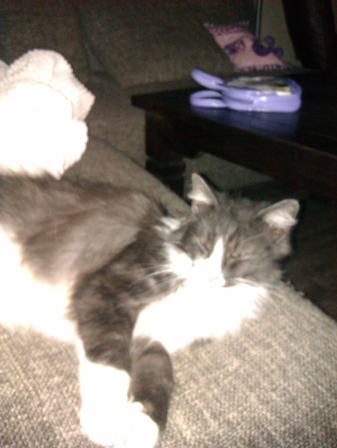 Norsk Skovkat Oskar billede 3