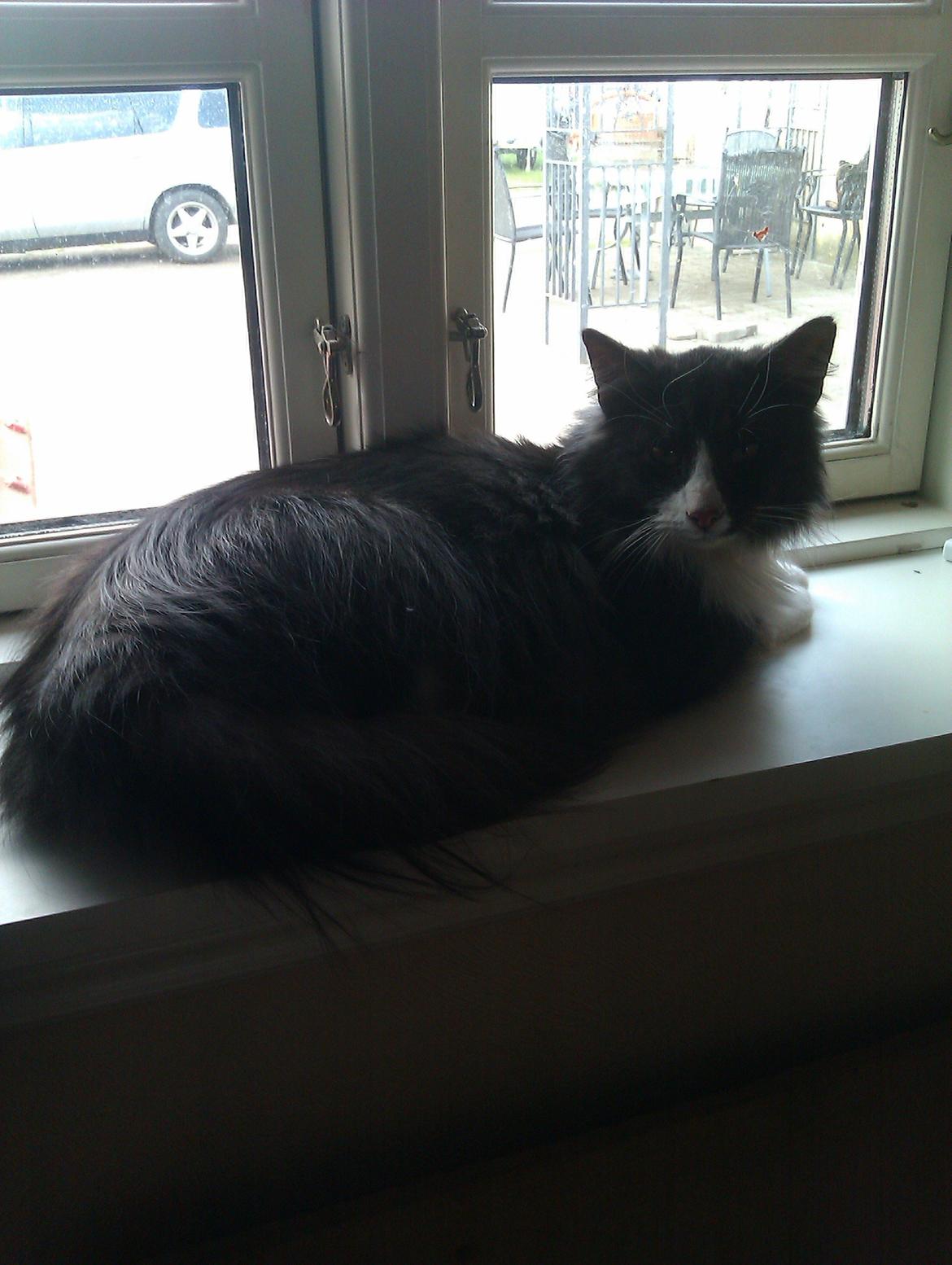 Norsk Skovkat Oskar billede 4