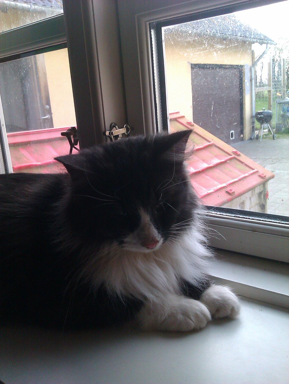 Norsk Skovkat Oskar billede 5