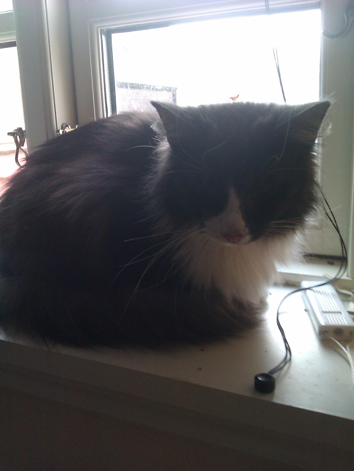 Norsk Skovkat Oskar billede 6