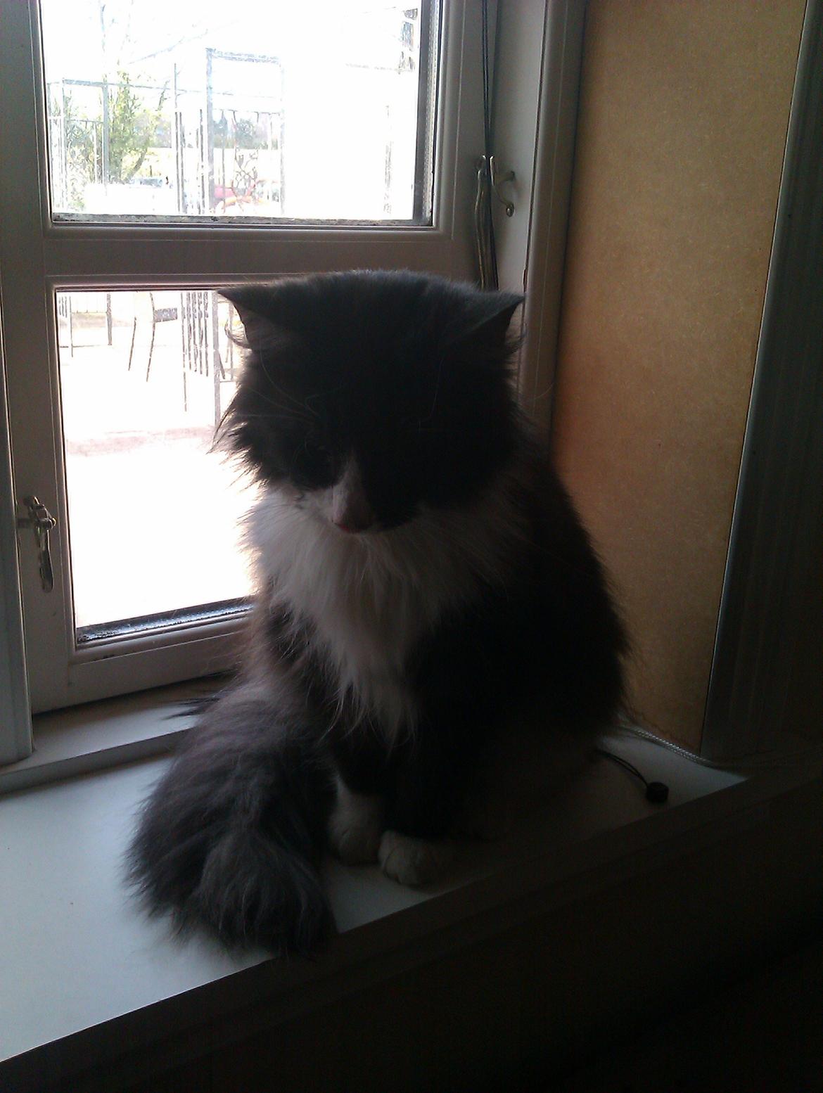 Norsk Skovkat Oskar billede 7