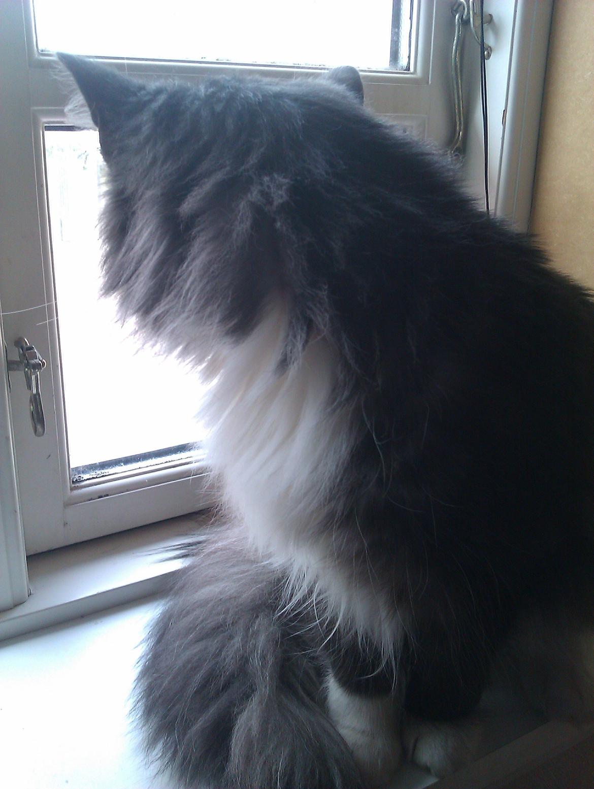 Norsk Skovkat Oskar billede 8