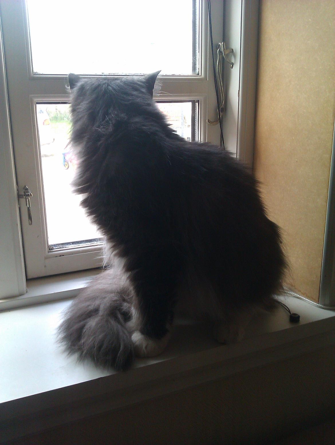 Norsk Skovkat Oskar billede 9