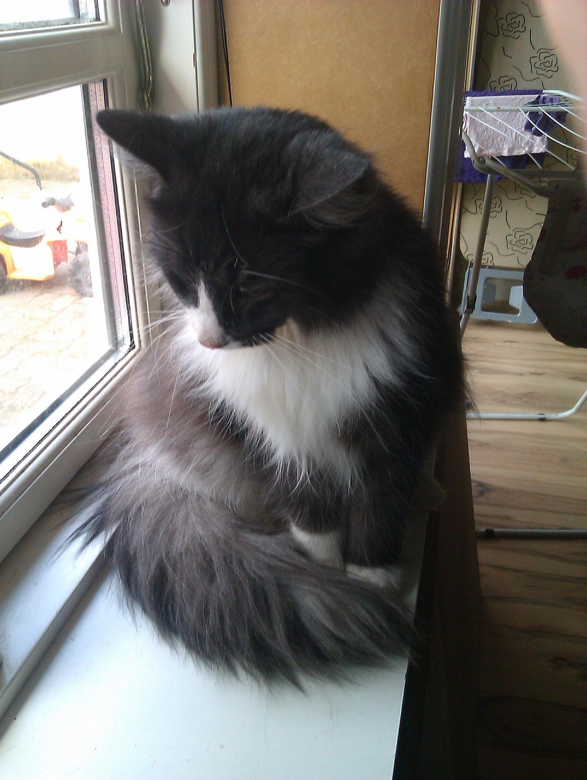 Norsk Skovkat Oskar billede 10