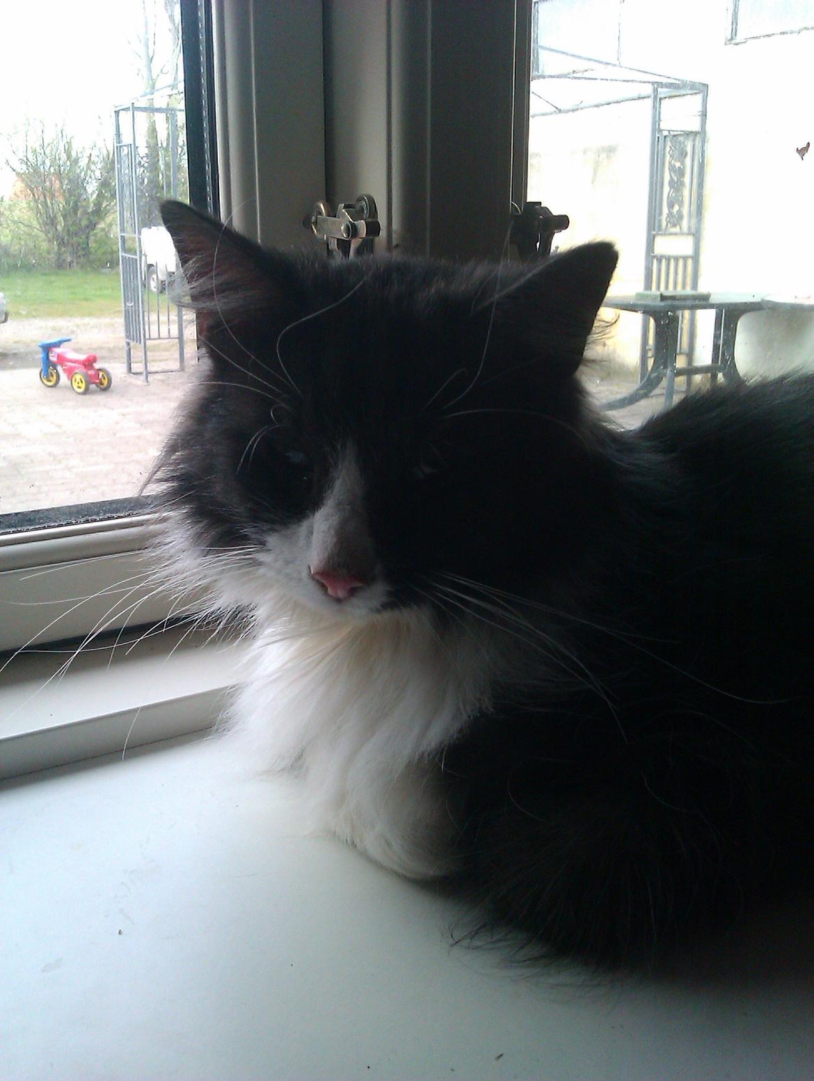 Norsk Skovkat Oskar billede 11