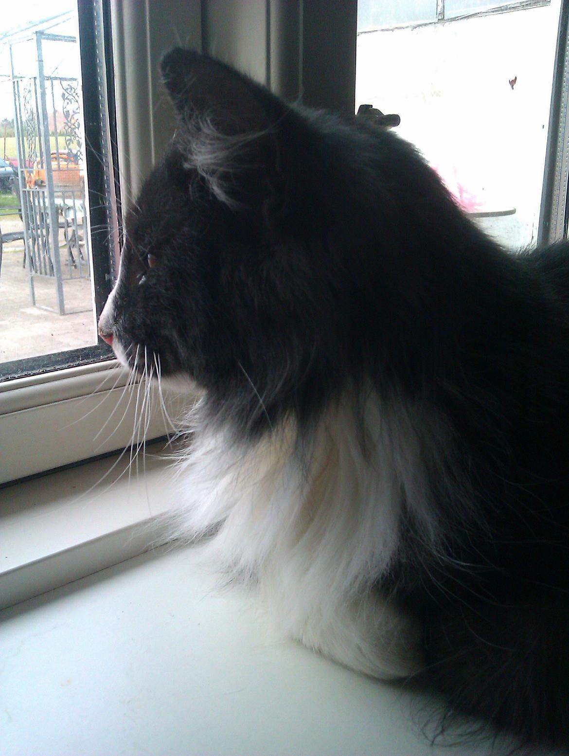 Norsk Skovkat Oskar billede 12