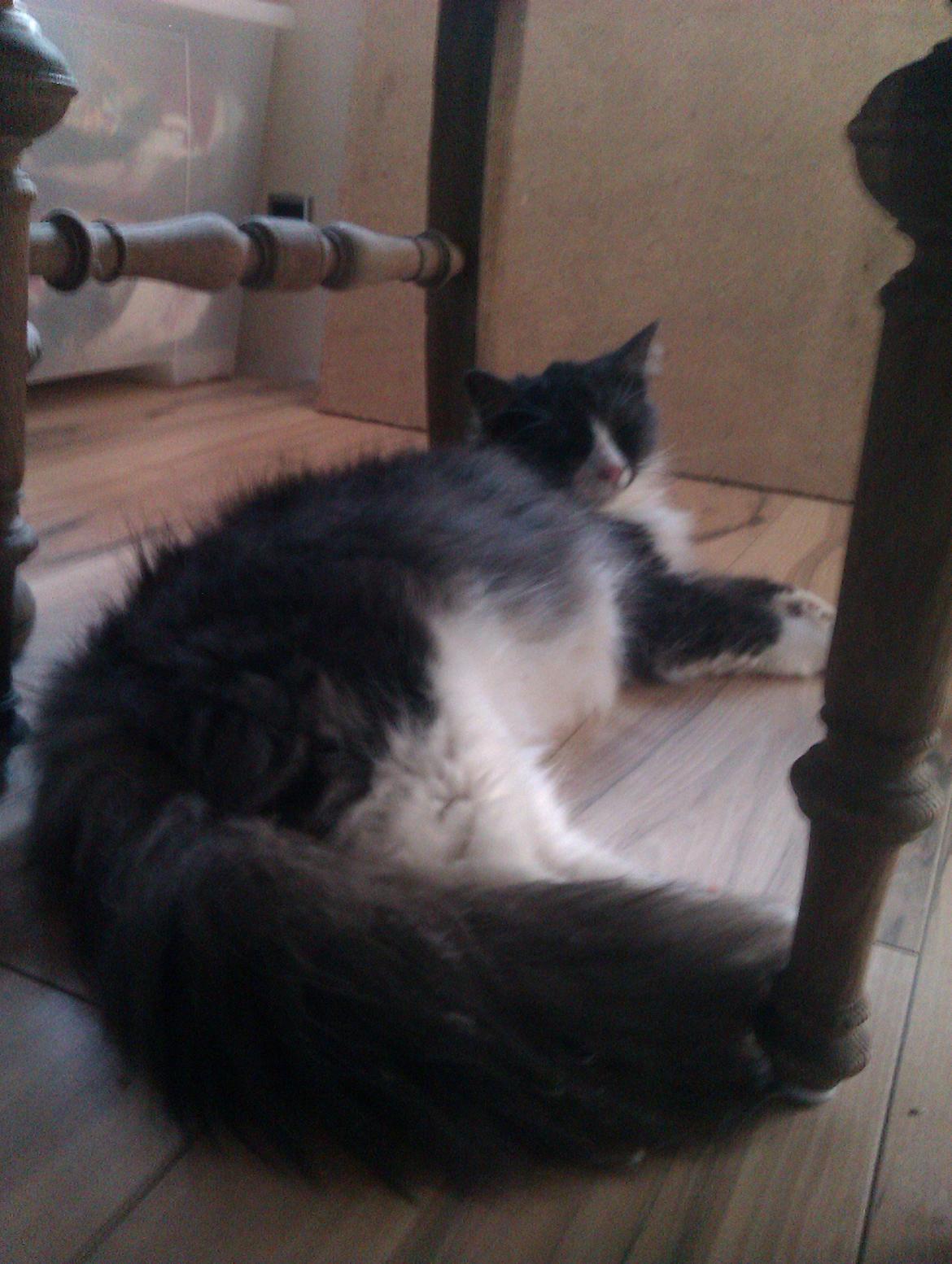 Norsk Skovkat Oskar billede 13