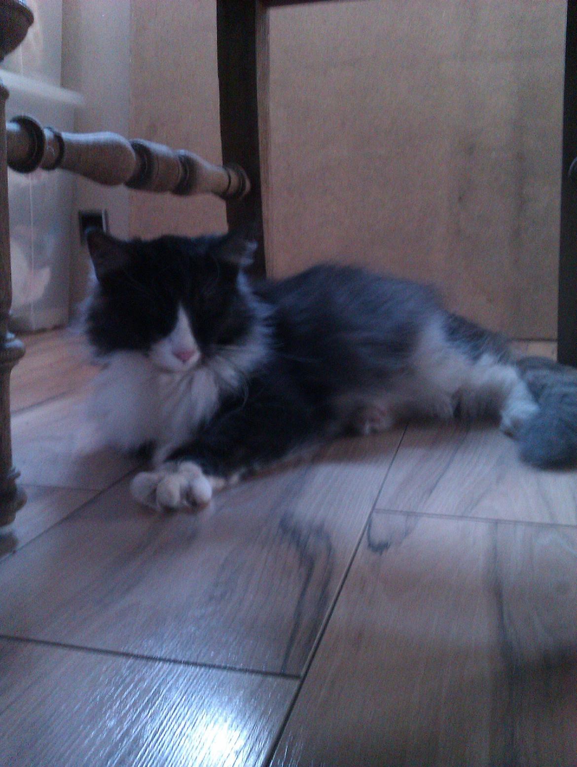 Norsk Skovkat Oskar billede 14