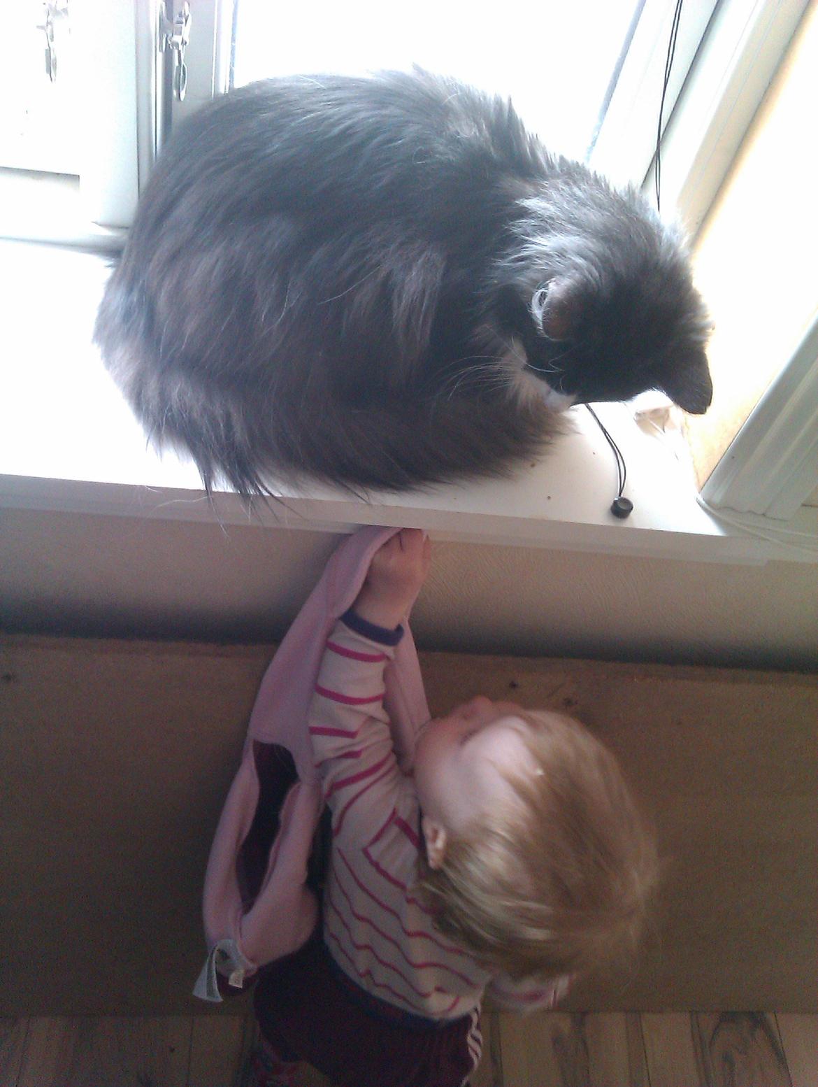 Norsk Skovkat Oskar billede 15