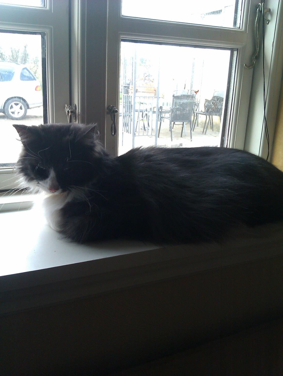 Norsk Skovkat Oskar billede 16