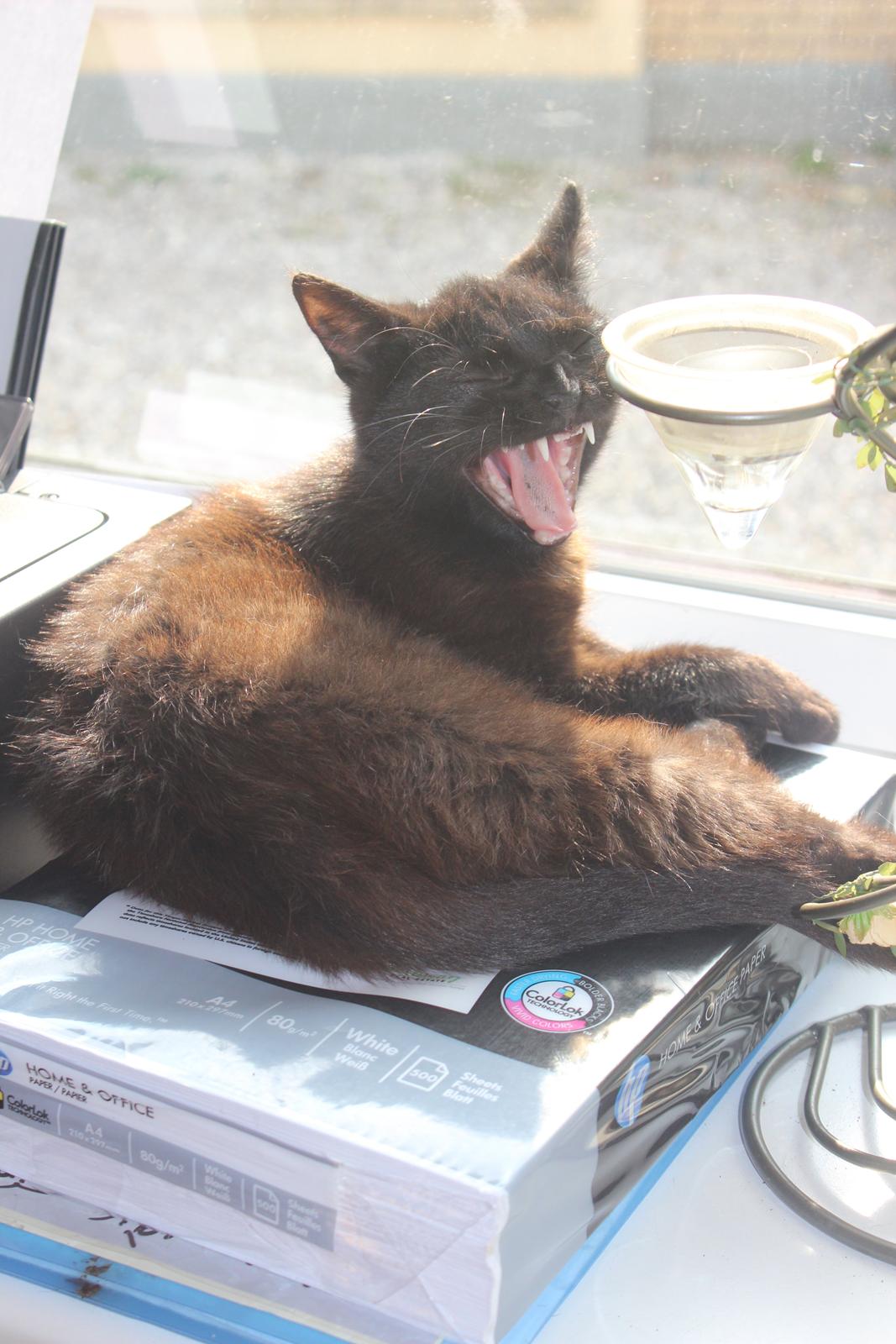 Huskat Niam - Begrund lav eller MiDdEl ! ;)

Jeg elsker dig kat ! <3 billede 1