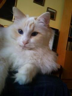 Ragdoll DK Wrensted Nemo billede 20