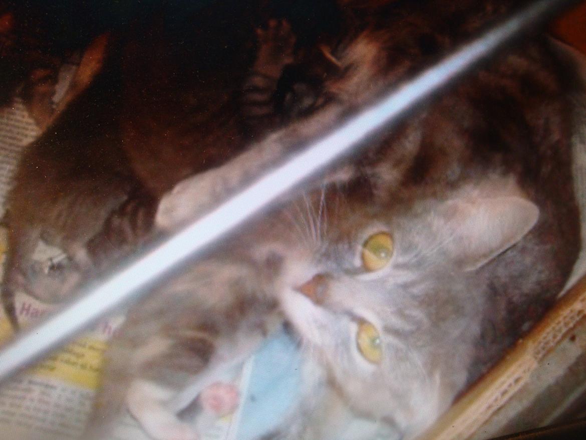 Huskat misse billede 19