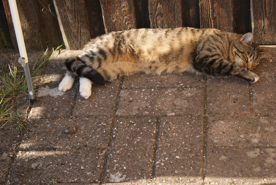 Huskat Dina billede 16