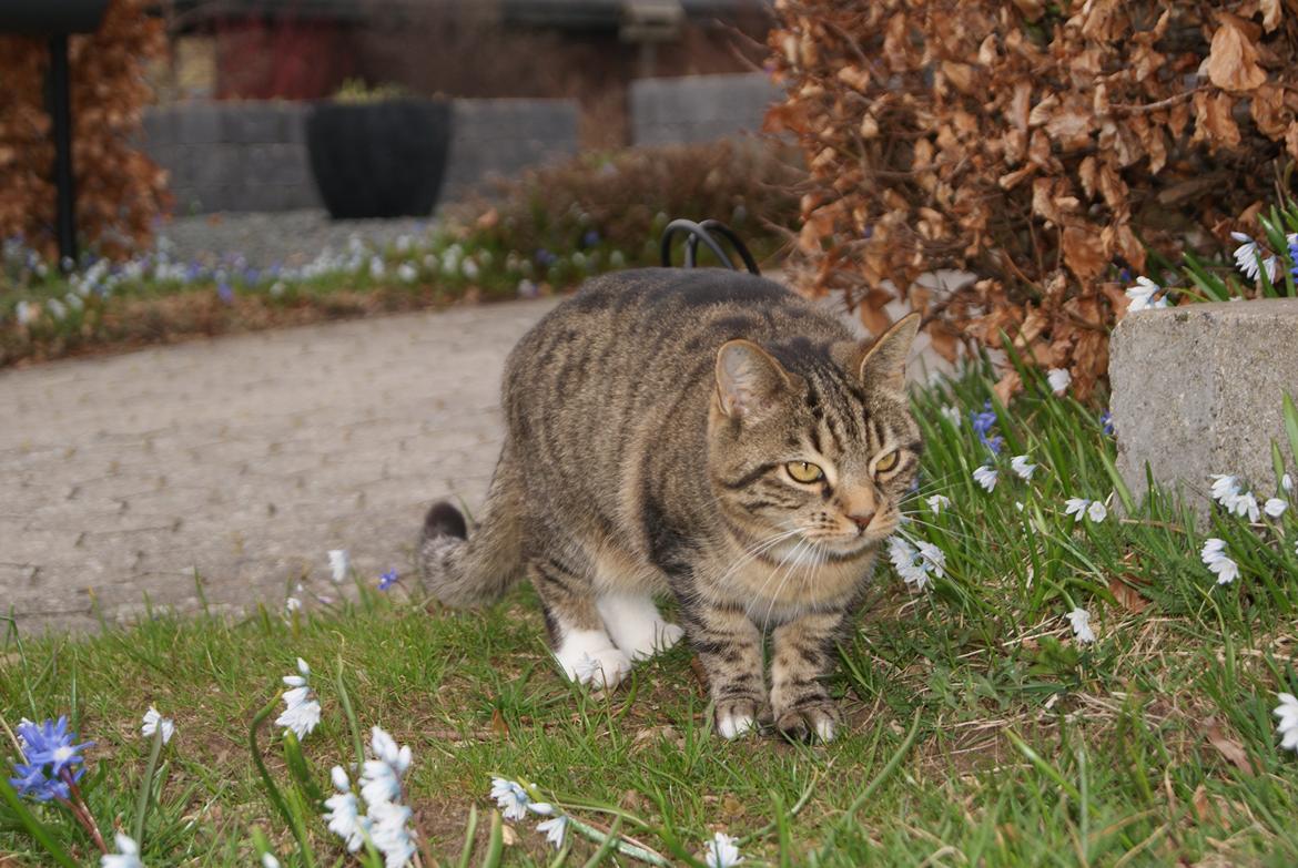 Huskat Dina - Når Dina er smukkest! billede 8
