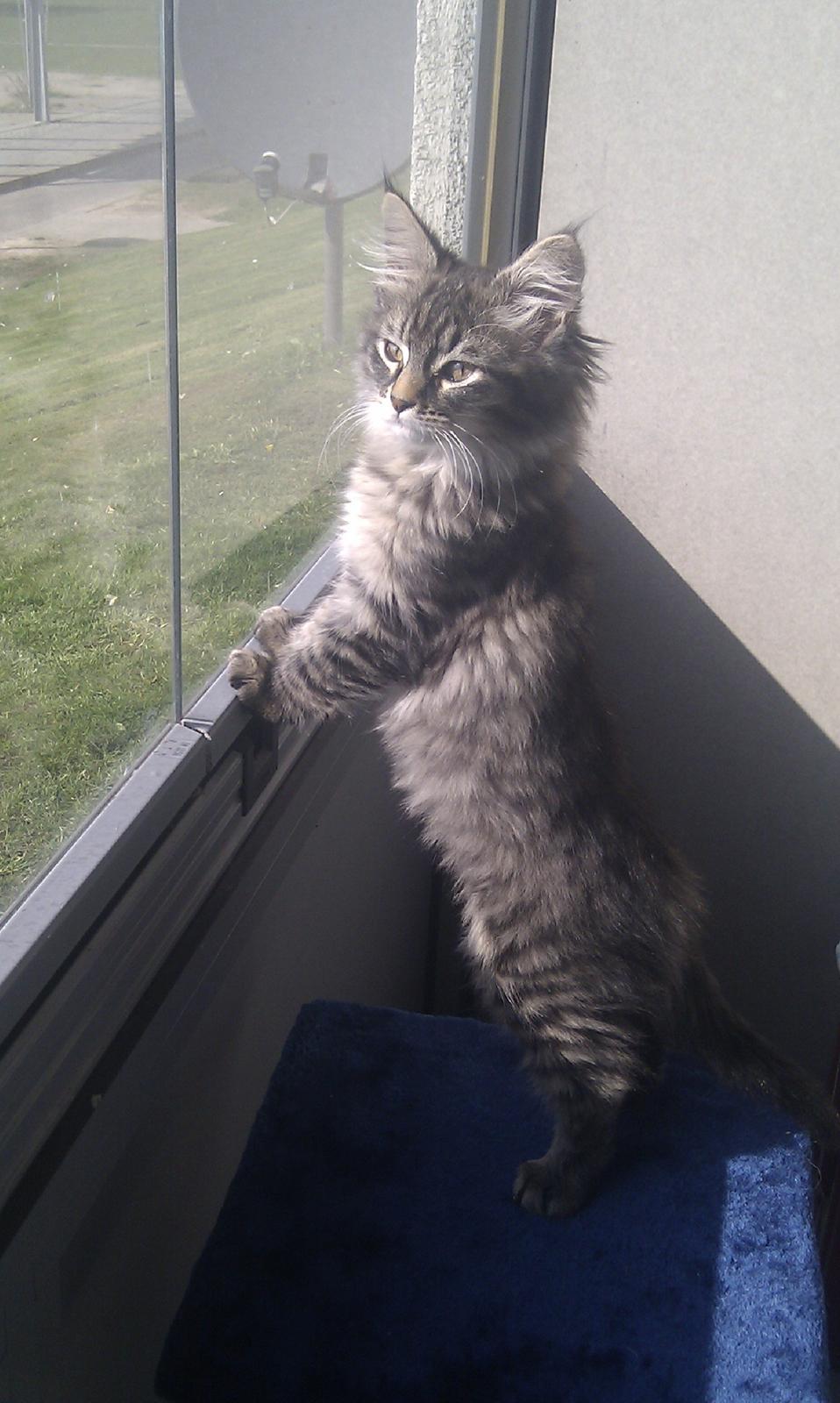 Blanding af racer Mongo billede 1