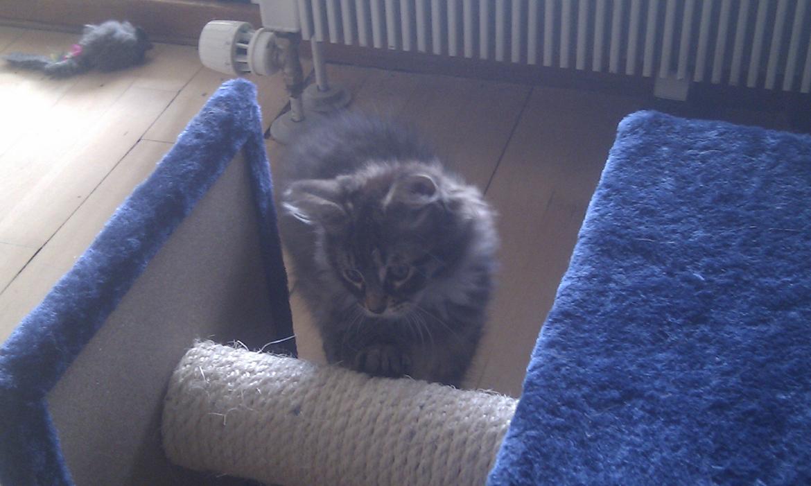 Blanding af racer Mongo billede 2