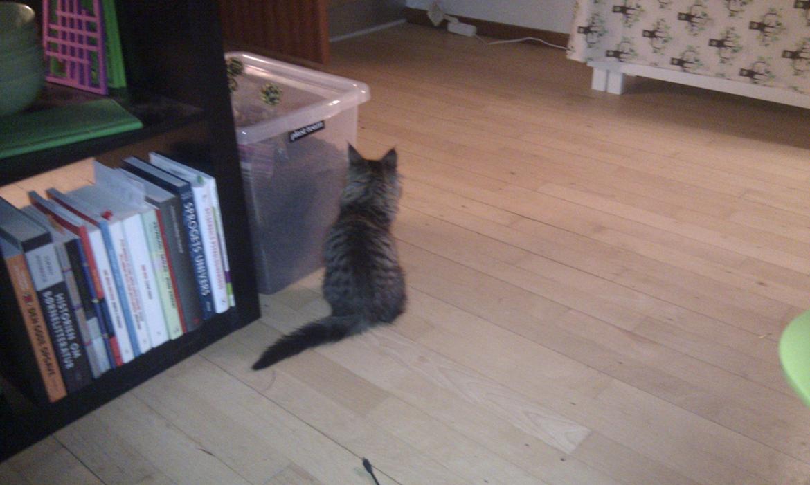 Blanding af racer Mongo billede 3