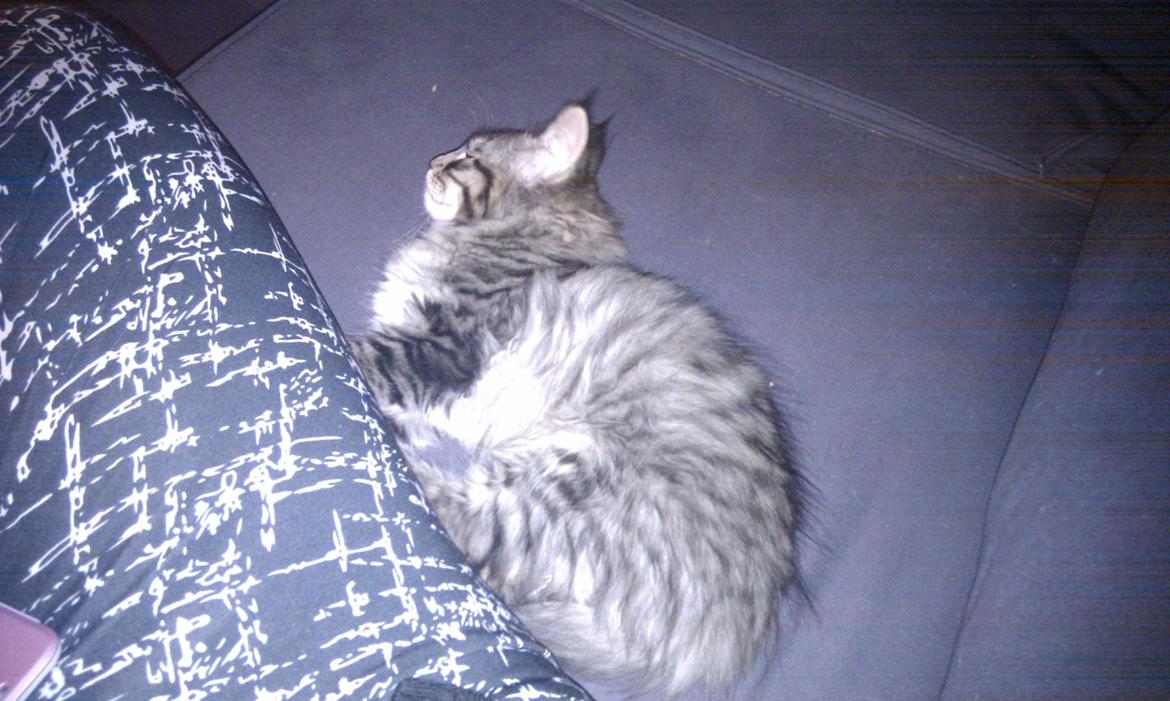 Blanding af racer Mongo billede 4