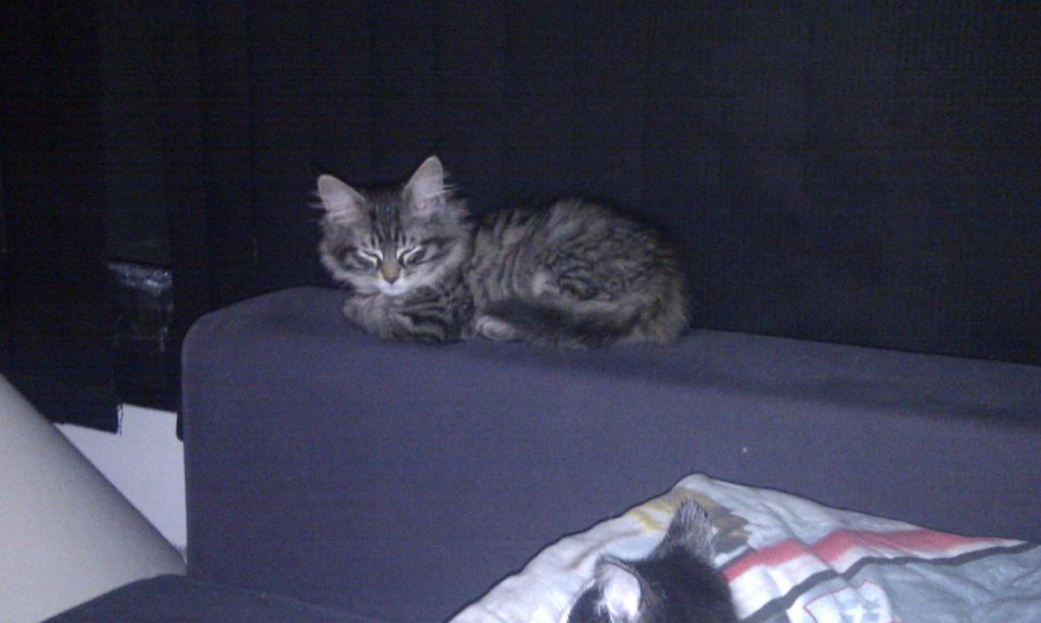 Blanding af racer Mongo billede 5