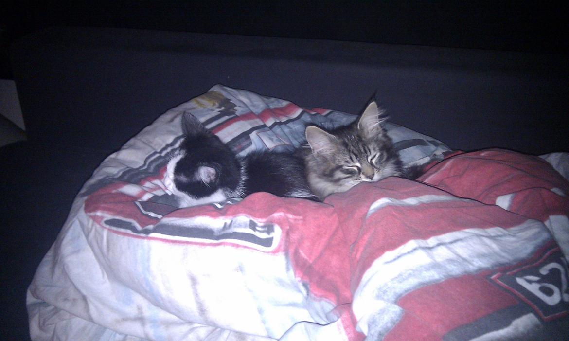 Blanding af racer Mongo billede 6