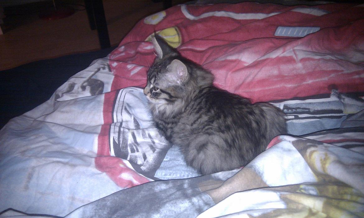 Blanding af racer Mongo billede 7