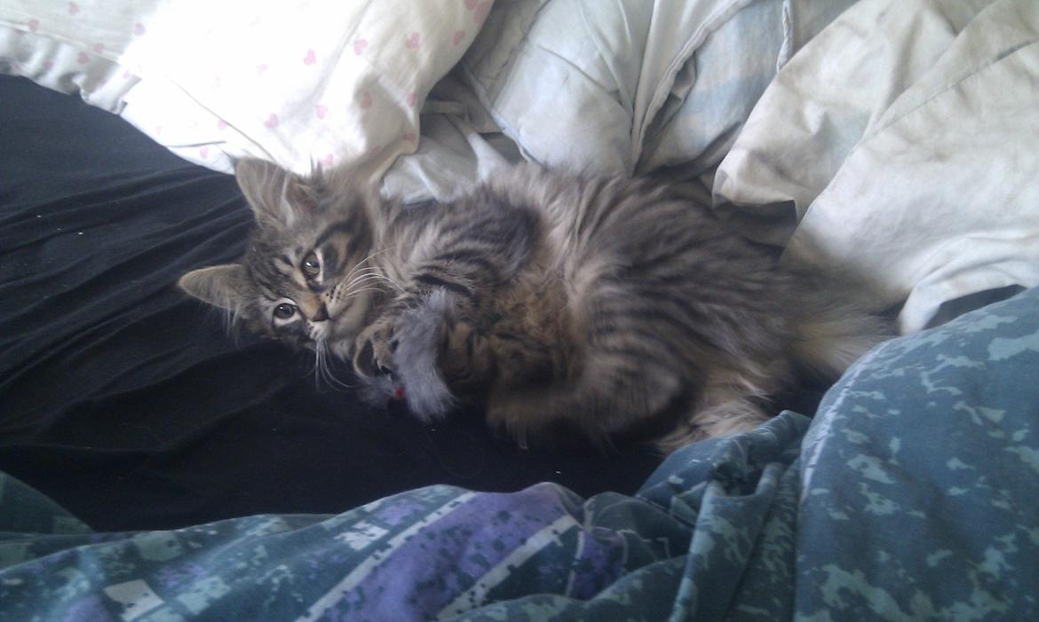 Blanding af racer Mongo billede 8