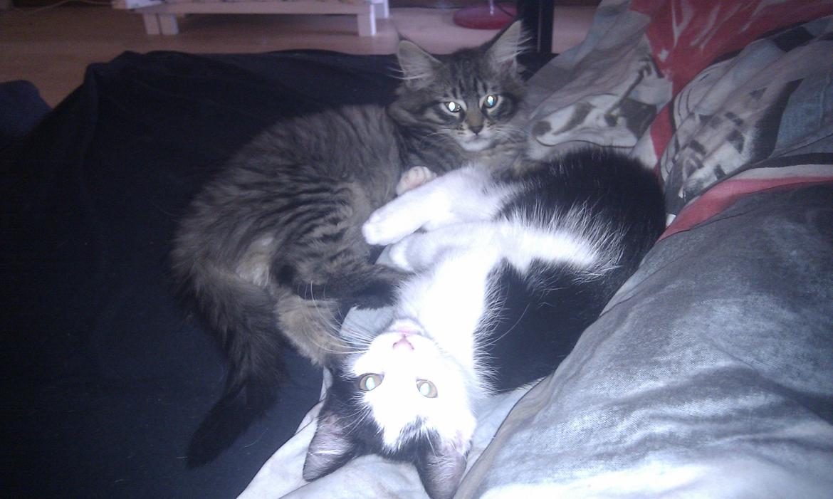 Blanding af racer Mongo billede 9