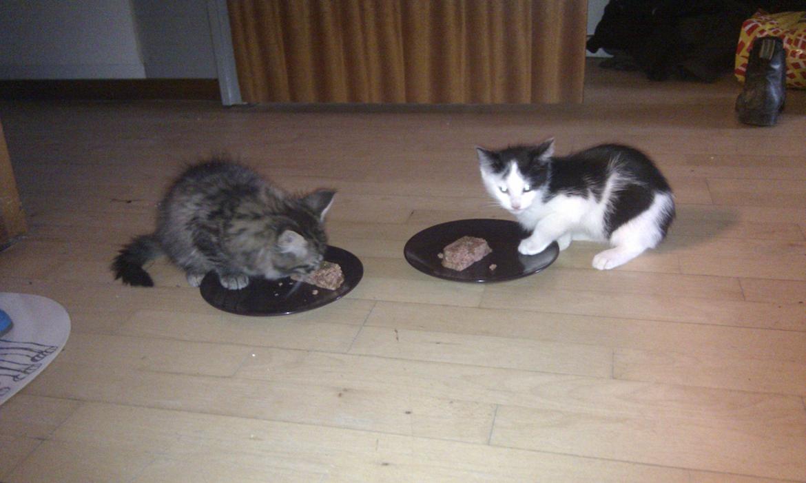 Blanding af racer Mongo billede 10