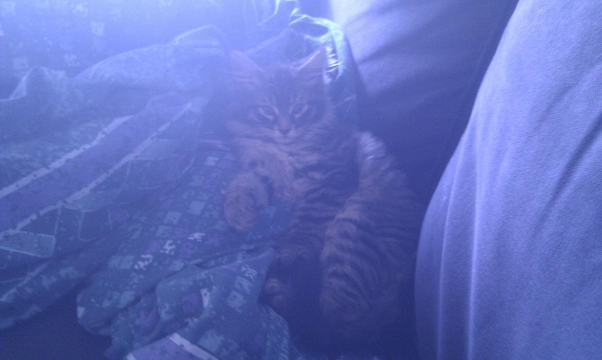 Blanding af racer Mongo billede 11