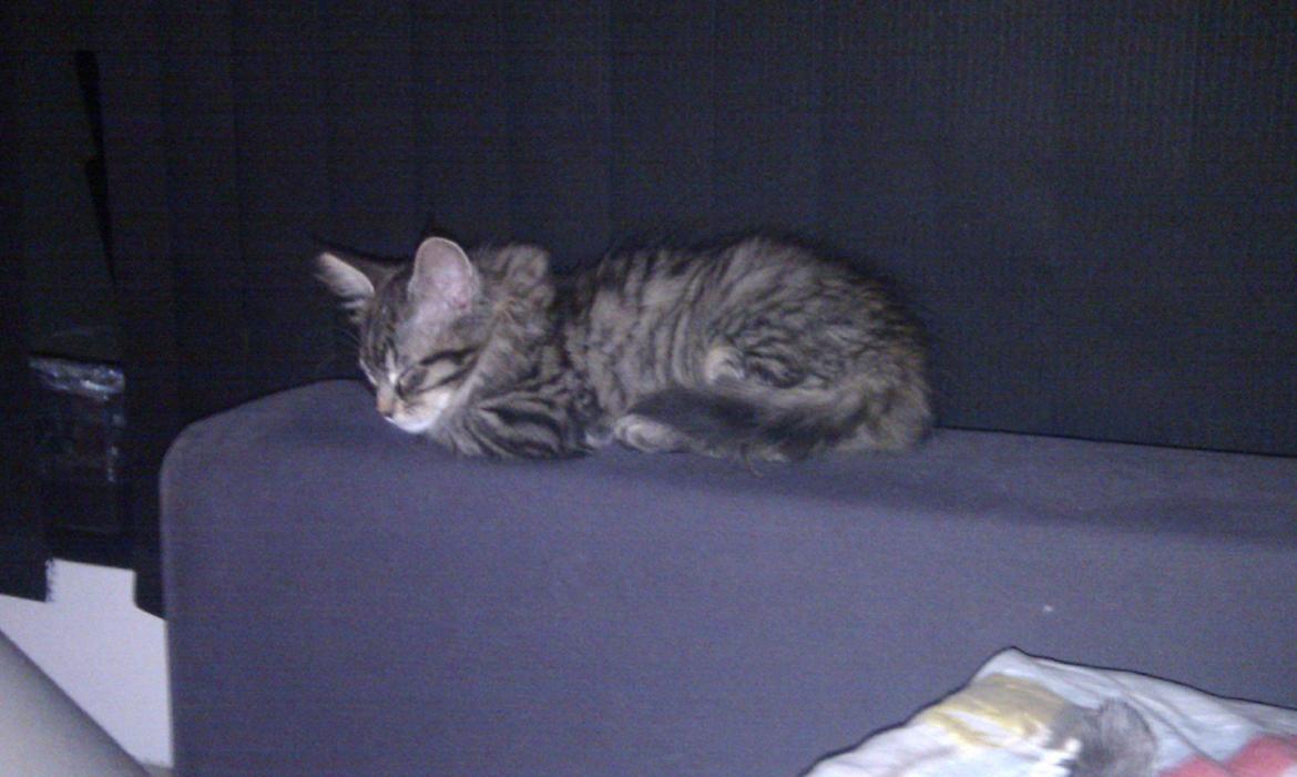 Blanding af racer Mongo billede 12